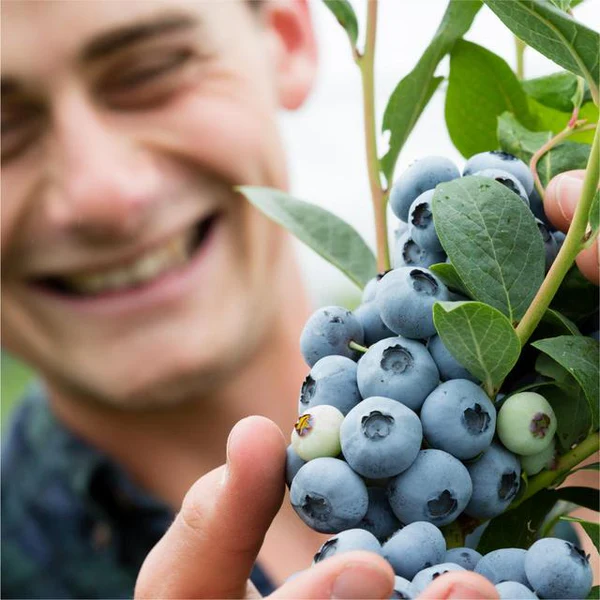 Berry World Blueberries - 图片 2